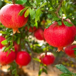 Taşkar Peyzaj Devedişi Nar Fidanı ( Açık Kök ) 70-100 cm