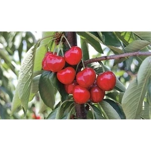 Taşkar Peyzaj Lambert Kiraz Fidanı ( Aşılı - 2 Yaş ) - Açık Kök - 100-120 cm