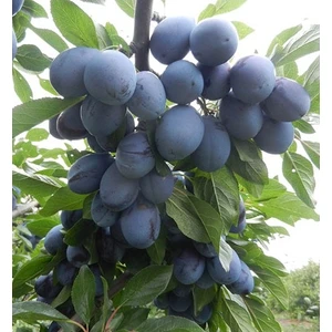 Taşkar Peyzaj Birton-Mürdüm Erik Fidanı ( Aşılı - 2 Yaş - Açık Kök ) 100-150