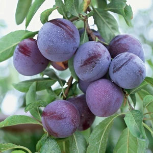 Taşkar Peyzaj Friar Erik Fidanı (Aşılı - 2 Yaş - Açık Kök ) 100-150 cm