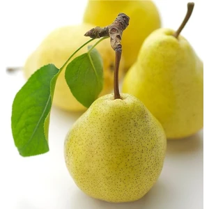 Taşkar Peyzaj Williams Armut Fidanı ( Aşılı - 2 Yaş ) - Açık Kök - 100-120 cm