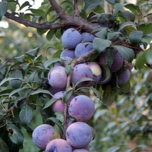 Taşkar Peyzaj Anjelika Erik Fidanı ( Aşılı - 2 Yaş ) - Açık Kök - 100-120 cm