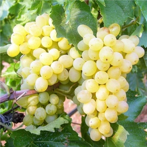 Taşkar Peyzaj Yalova Incisi Üzüm Fidanı (Açık Kök )