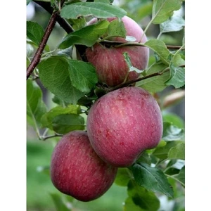 Taşkar Peyzaj Arapkızı Elma Fidanı ( Aşılı - 2 Yaş ) - Açık Kök - 100-120 cm