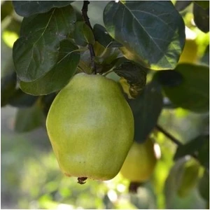 Taşkar Peyzaj Ege 22 Ayva Fidanı ( Aşılı- 2 Yaş ) - Açık Kök - 100-120 cm