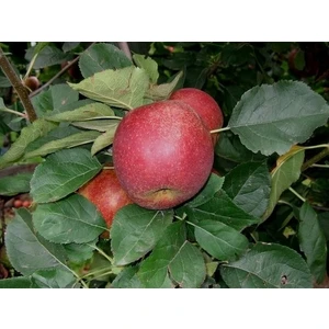 Taşkar Peyzaj Gala Elma Fidanı ( Aşılı - 2 Yaş ) - Açık Kök - 100-120 cm