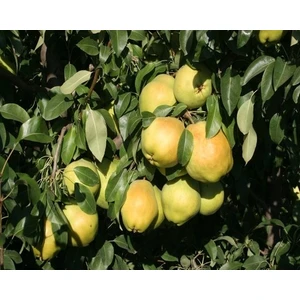 Taşkar Peyzaj Açık Köklü Aşılı 2 Yaş Deveci Armut Fidanı 100-120 cm