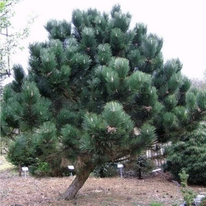 Taşkar Peyzaj Karaçam Tüplü 100-150 cm
