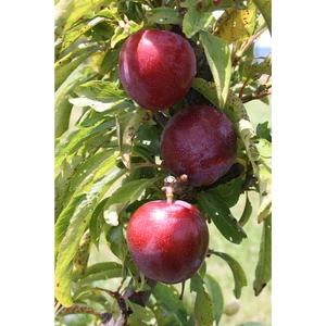 Taşkar Peyzaj Santa Rosa Erik Fidanı (Aşılı - 2 Yaş - Açık Kök ) 100-150 cm