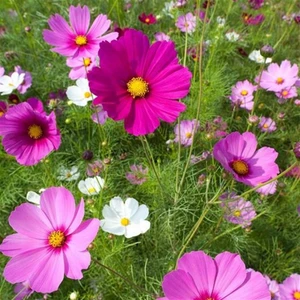 Cosmos Çiçeği