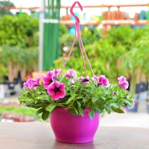 Purple Petunya Çiçeği (100Tohum)
