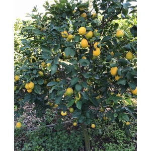 Evimde Bahçem Meyveli  Limon  Fidanı Yediveren Limon Ağacı 3 Yaş