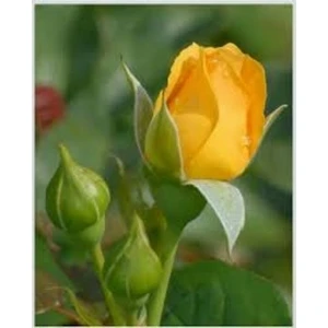 Sarı Gül Fidanı 