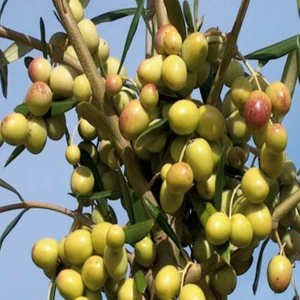 5 Adet Zeytin Fidanı Arbeguina Bodur 3 Yaş 150 cm
