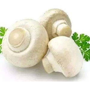 Tarımsal ve Hayvansal Ürünler Kültür Mantarı Tohumu (2000 Adet)