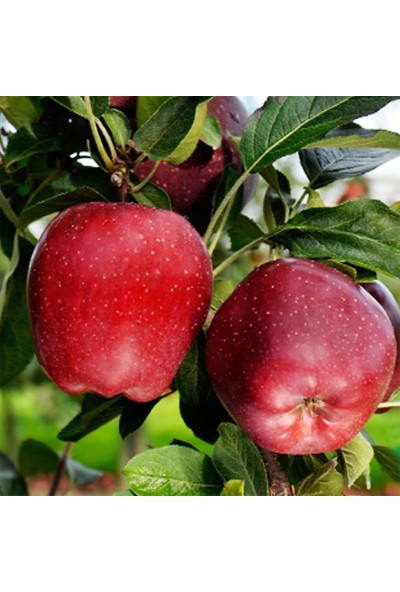 Scarlet Elma Fidanı Açık Köklü 100- 120 cm