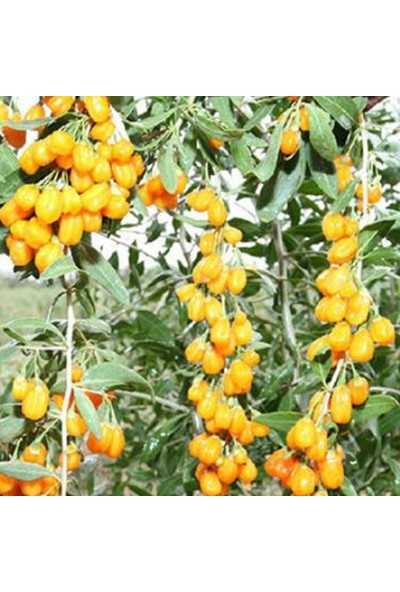 KöyMarket Gojiberry ( Gojiberi – Kurt Üzümü ) Fidanı Sarı Meyveli Mini Saksılı 40 – 50cm
