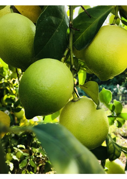 Dökme Ürünler Evimde Bahçem Taze Meyve Yeşil Limon Net 6 kg