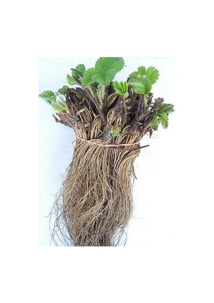 Albion Çilek Fidesi Taze Söküm ve Açık Köktür 100'lü fiyatları