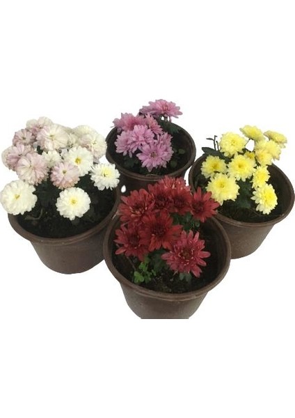 Armenbotanik Dört Adet Kasımpatı