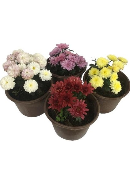 Armenbotanik Dört Adet Kasımpatı fiyatları