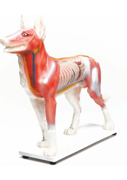 Köpek Modeli