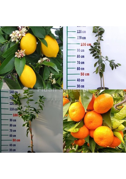Yediveren Limon ve Satsuma Mandalina Fidanı Paketi