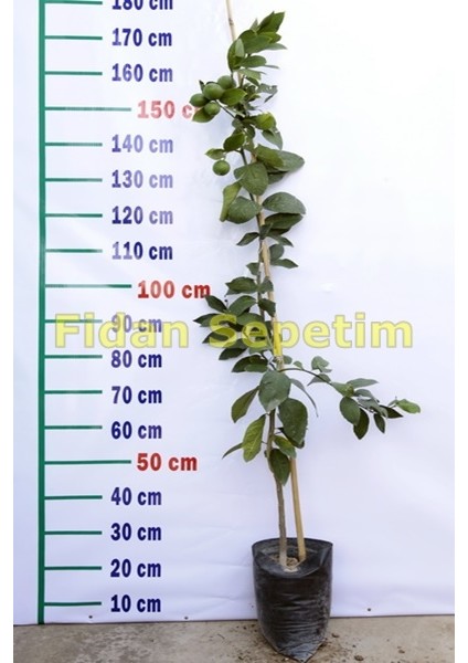 Yediveren Limon ve Satsuma Mandalina Fidanı Paketi