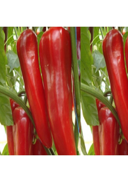 Murat Tohum Kırmızı Kapya Biber Tohumu 25 Adet Tohum fiyatları
