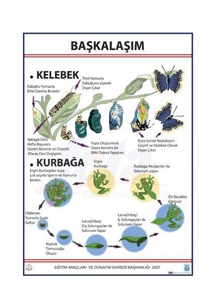 Başkalaşım Levhası