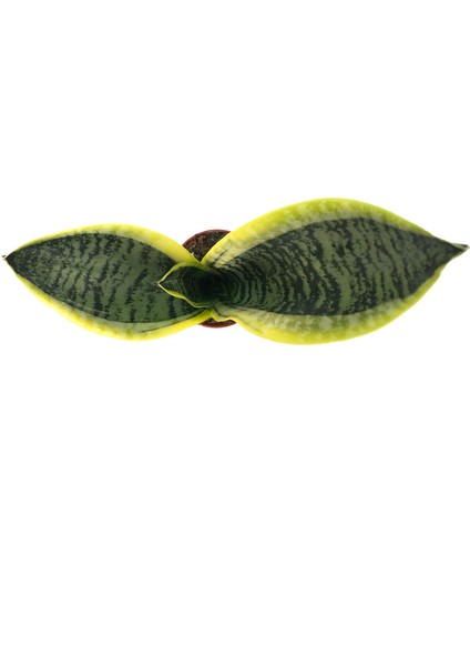 Sansevieria Trifasciata (Paşa Kılıcı)