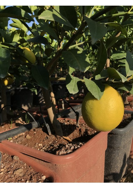 Evim Bahçem Saksılı Bodur Limon Fidanı Ev ,ofis Süs Bitkisi