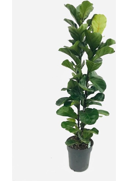 Lyrta Keman Kauçuğu 135 cm Boyunda