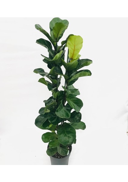 Lyrta Keman Kauçuğu 135 cm Boyunda fiyatları