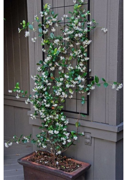 Arap Yasemini, Mis Kokulu, Beyaz Çiçekli, Dev Boy, Jasminum Sambac, 120CM+ Saksıda