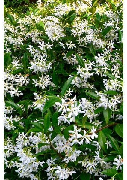 Arap Yasemini, Mis Kokulu, Beyaz Çiçekli, Dev Boy, Jasminum Sambac, 120CM+ Saksıda