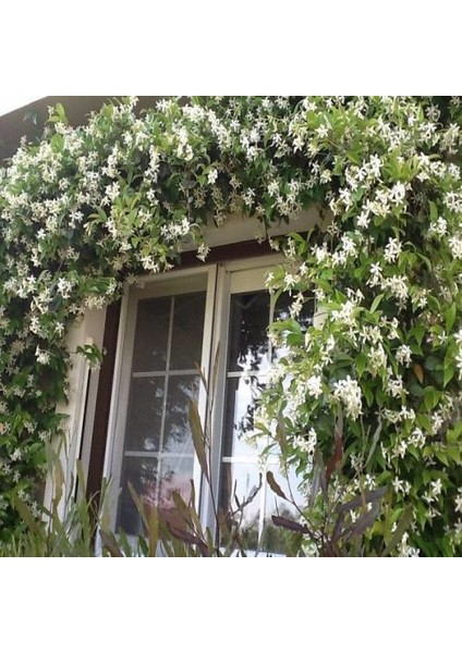 Arap Yasemini, Mis Kokulu, Beyaz Çiçekli, Dev Boy, Jasminum Sambac, 120CM+ Saksıda