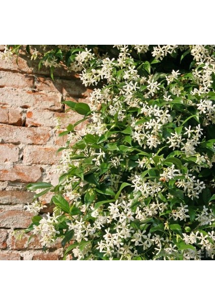 Arap Yasemini, Mis Kokulu, Beyaz Çiçekli, Dev Boy, Jasminum Sambac, 120CM+ Saksıda