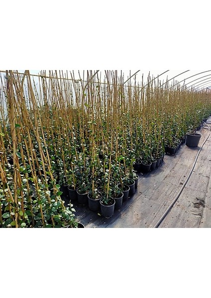 Arap Yasemini, Mis Kokulu, Beyaz Çiçekli, Dev Boy, Jasminum Sambac, 120CM+ Saksıda