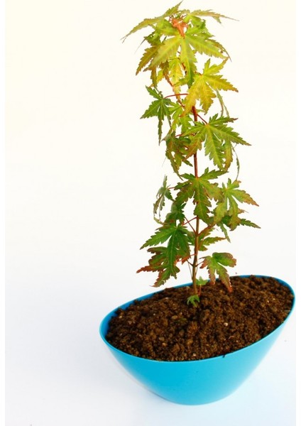 Bonsai Japon Akçaağacı Hediyelik