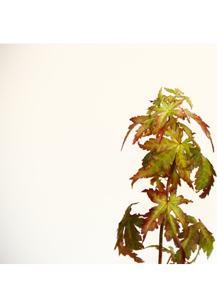 Bonsai Japon Akçaağacı Hediyelik