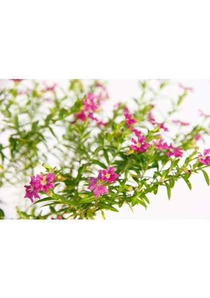Bonsai Kufeya Cennet Çiçeği Hediyelik