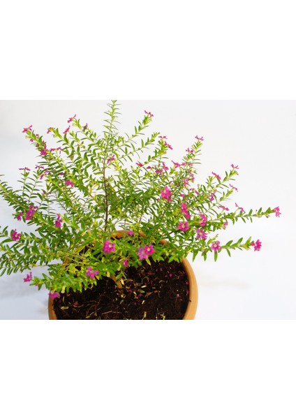 Bonsai Kufeya Cennet Çiçeği Hediyelik