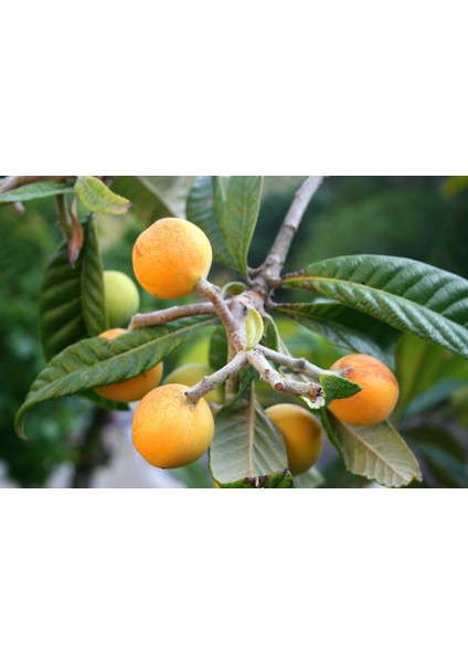 Malta Eriği - Yeni Dünya Fidanı ( Eriobotrya Japonica )