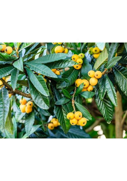 Malta Eriği - Yeni Dünya Fidanı ( Eriobotrya Japonica )