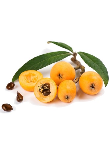 Malta Eriği - Yeni Dünya Fidanı ( Eriobotrya Japonica )