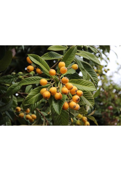 Malta Eriği - Yeni Dünya Fidanı ( Eriobotrya Japonica )