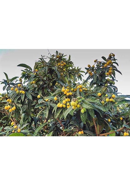 Malta Eriği - Yeni Dünya Fidanı ( Eriobotrya Japonica )