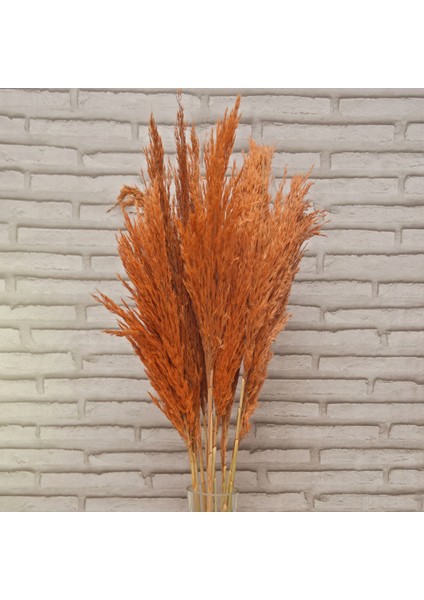 Turuncu Pampas 10 Adet 100 cm