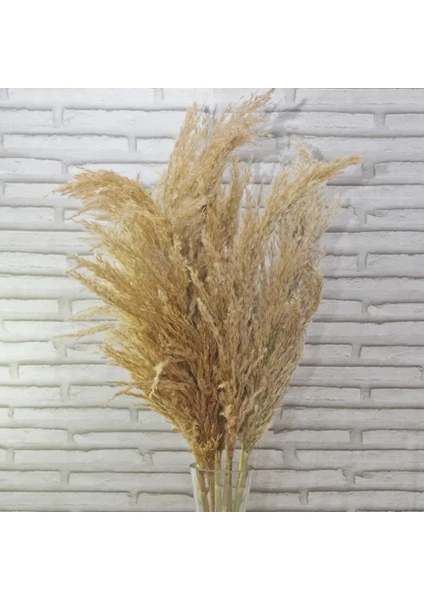 Krem Pampas 10 Adet 100 cm